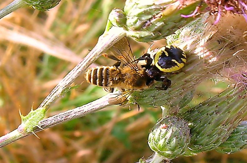 Synaema globosum